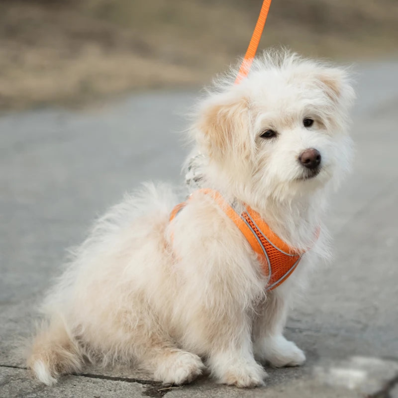 Chaleco transpirable para perros con faja pectoral y correas traseras para prevenir erupciones. Exclusivo para uso en exteriores. Ajustable. Reflejo nocturno.